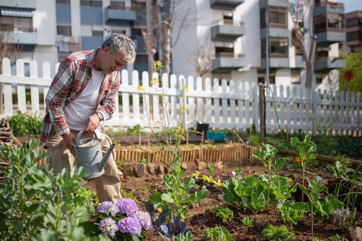 services-01 Senior man tending a vegetable garden in an urban setting, using a watering can.
